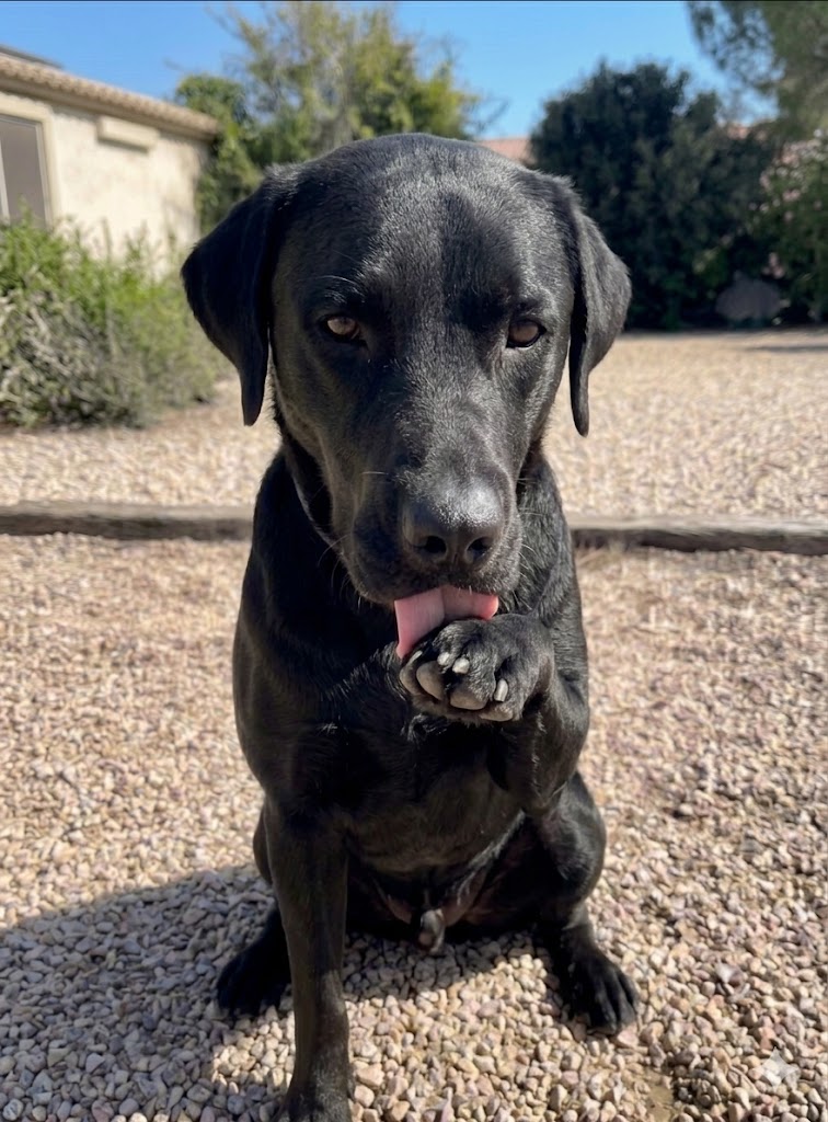 Coco lamiendo la pata antes del tratamiento con condroprotector, señal de dolor articular