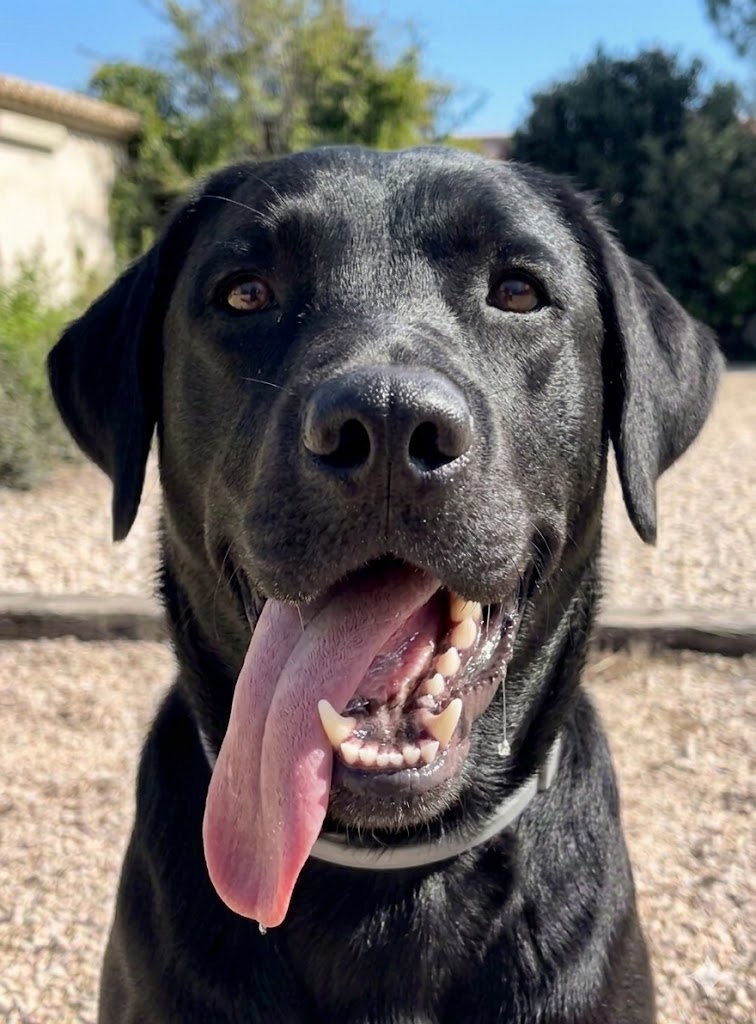 Coco feliz después del tratamiento con condroprotector, lengua fuera lleno de energía