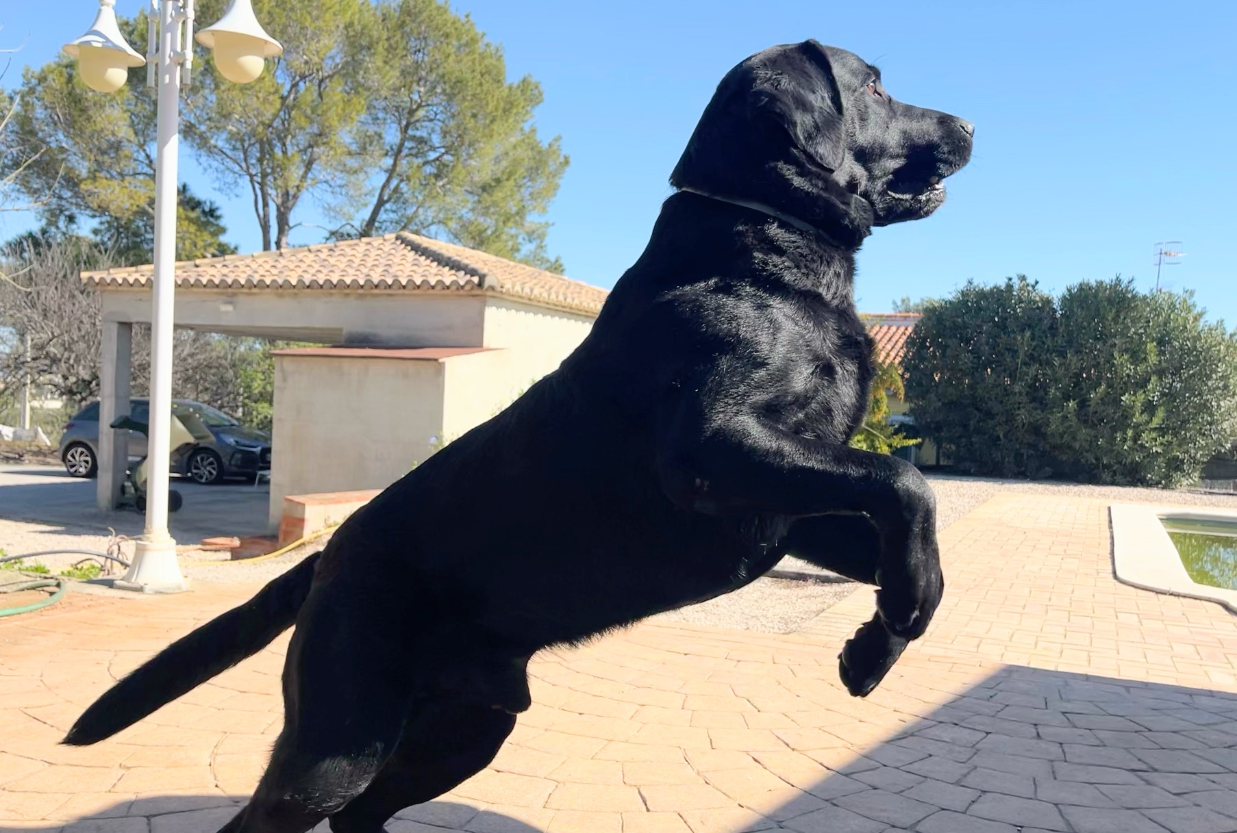 Coco saltando y corriendo después de recuperarse con el condroprotector