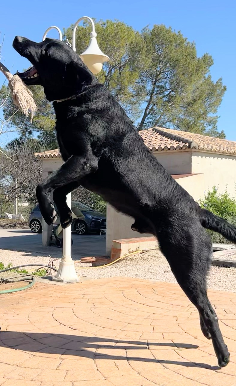 Coco saltando a por un juguete, totalmente recuperado gracias al condroprotector