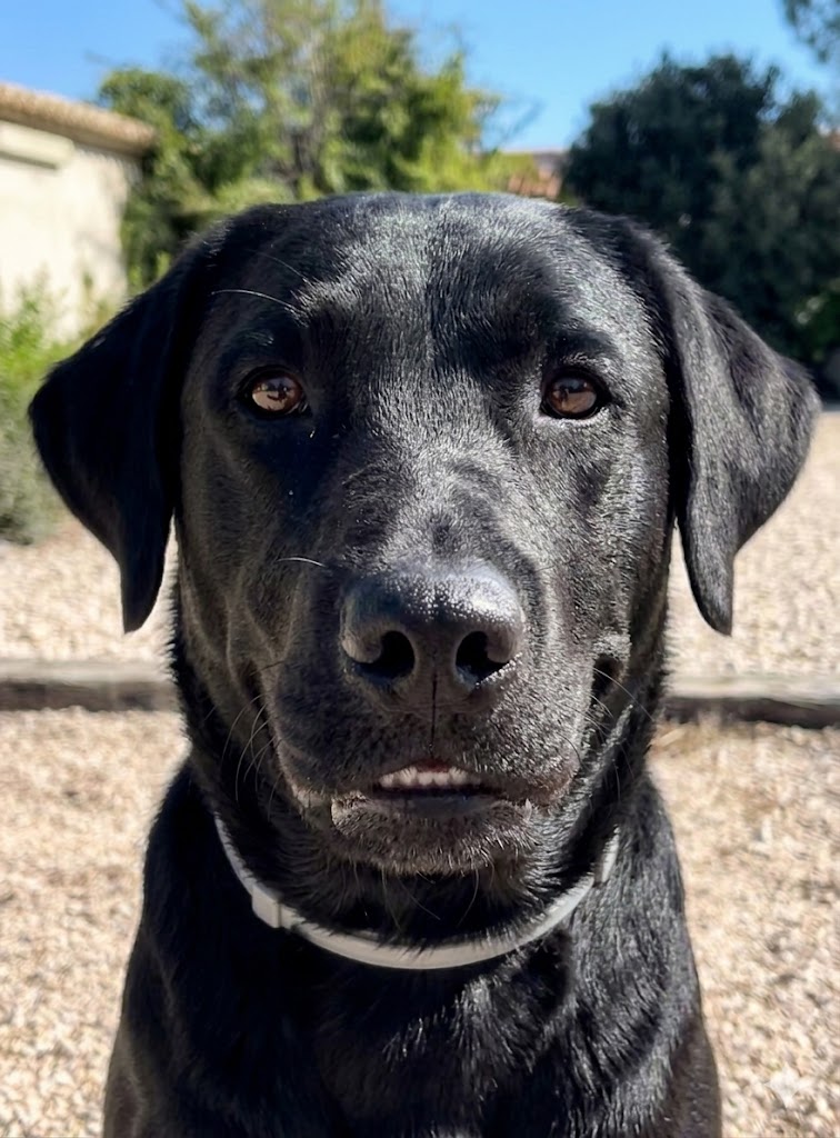 Coco sonriendo durante la recuperación articular con condroprotector
